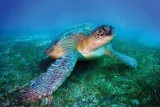 loggerhead-sea-turtle-plakat-915x61cm