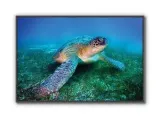 loggerhead-sea-turtle-plakat-915x61cm-stan-nowy