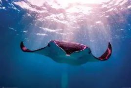 manta-ray-plakat-915x61cm