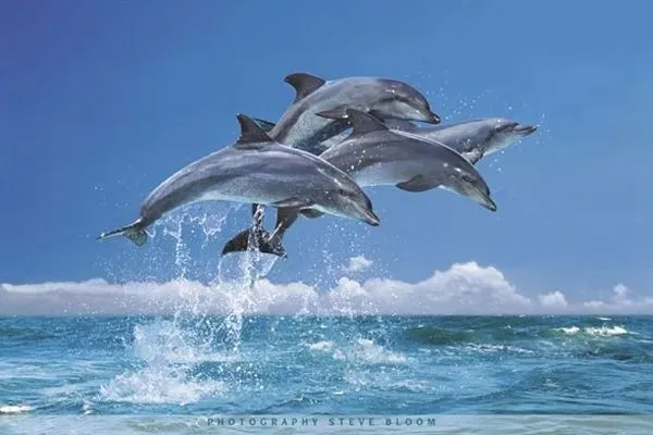 delfiny-plakat-915x61cm