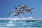 delfiny-plakat-915x61cm