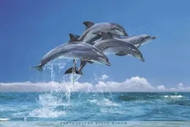 delfiny-plakat-915x61cm