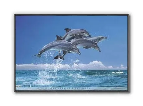 delfiny-plakat-915x61cm-stan-nowy