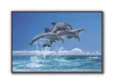 delfiny-plakat-915x61cm-stan-nowy