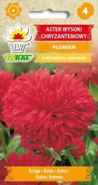 aster-chryzantemowy-wysoki-plomien-nasiona-1-g