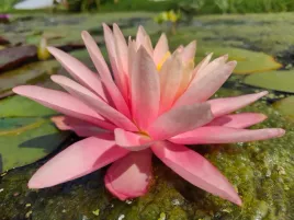 lilia-wodna-nymphaea-belveder-wodne-rosliny-do-oczka-stawu