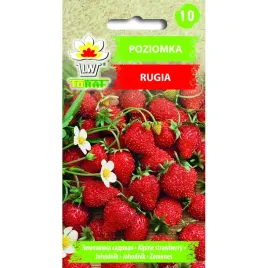 poziomka-rugia-02g