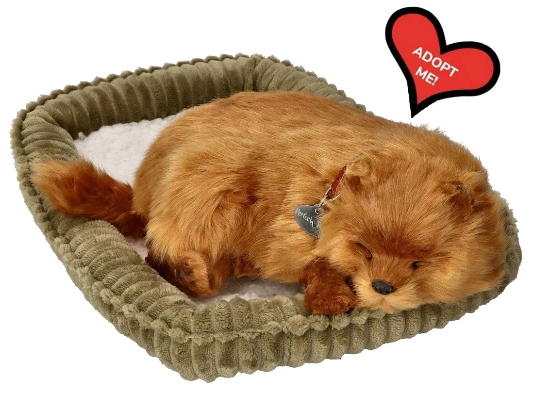 oddychajacy-pomeranian-do-zaadoptowania