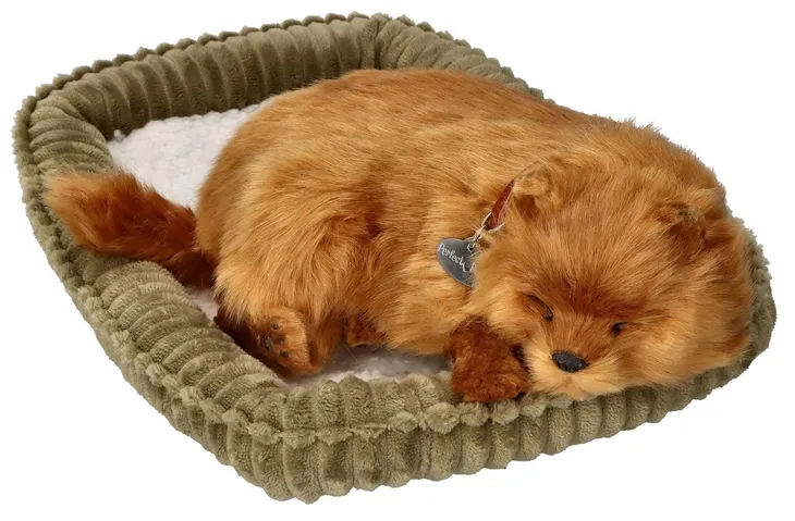 oddychajacy-pomeranian-do-zaadoptowania-material-tkanina