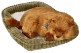 oddychajacy-pomeranian-do-zaadoptowania-material-tkanina