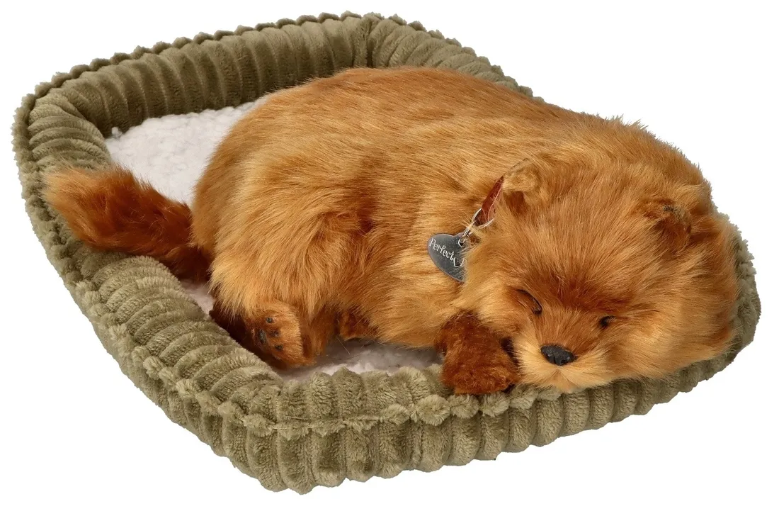 oddychajacy-pomeranian-do-zaadoptowania