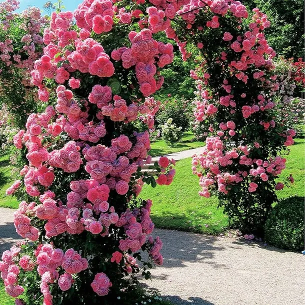 pergola-metal-vilde-luk-235-cm-kod-taryfy-celnej-73089098