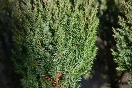 jalowiec-chinski-stricta-na-skalniak-i-taras