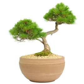 doniczka-glinka-wloknista-bezowy-skandi-pl-30-cm-x-30-x-155-cm