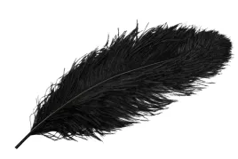 pioro-dekoracyjne-strusie-czarne-60cm