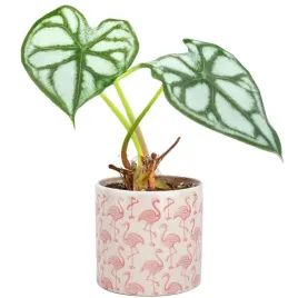 doniczka-ceramika-bialy-rozowy-skandi-pl-145-cm-x-145-x-13-cm