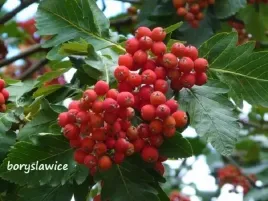 jarzab-szwedzki-sorbus-intermedia-w-doniczce-c2-wys-80-100-cm