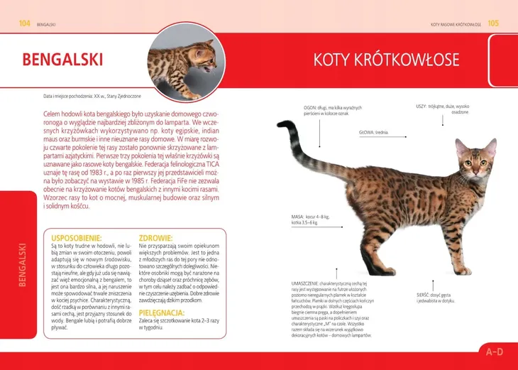 koty-rasowe-jezyk-polski