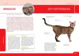 koty-rasowe-jezyk-polski