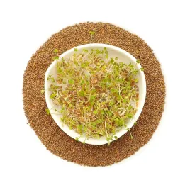 rukola-nasiona-na-kielki-kielkownica-100g