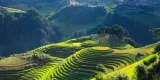 akbar-ceylon-tea-100tbx2g-cechy-dodatkowe-ekologiczne-niesiarkowane-weganskie-wegetarianskie