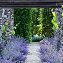 kocimietka-summer-magic-nepeta-grandiflora-odstrasza-owady-sadzonki-06l