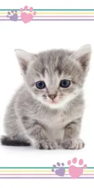 recznik-plazowy-70x140-kot-koteczek-szary-kitten-colour