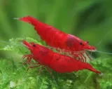 krewetka-sakura-red-10-szt