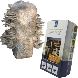 boczniak-ostrygowaty-shiitake-3l-domowa-uprawa-grzybow