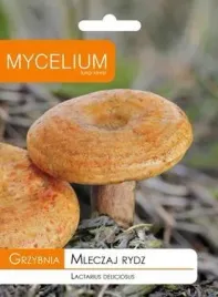 grzybnia-mleczaj-rydz-10-g