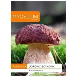 grzybnia-borowik-sosnowy-10g