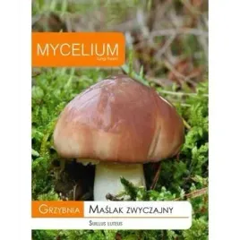 grzybnia-maslak-zwyczajny-10-g