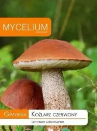 grzybnia-kozlarz-czerwony-10g