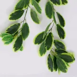 roslina-wiszaca-eukaliptus-1760-70-cm-wysokosc-maksymalna-70-cm