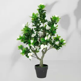 roslina-doniczkowa-jasmin-5222-75-cm