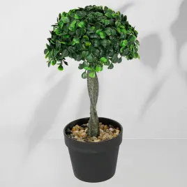 roslina-doniczkowa-drzewko-bukszpanowe-5287-28-cm