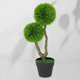 roslina-doniczkowa-drzewko-sosna-wydmowa-5054-55-cm