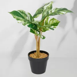 roslina-doniczkowa-monstera-jasna-6407-46-cm