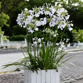 agapanthus-agapant-twister-1-szt-doniczka-p9