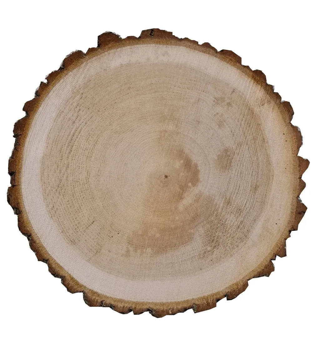 plaster-drewna-dab-fi-18-22-cm-stan-nowy