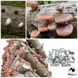 kolki-z-grzybnia-shiitake-100-szt-twardnik-japonski-lentinula-edodes