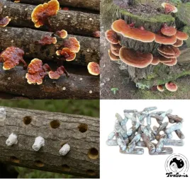 kolki-z-grzybnia-reishi-100-szt-lakownica-zoltawa-ganoderma