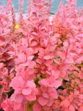 berberys-thunberga-orange-rocket-p9-nazwa-lacinska-berberis-thunbergii