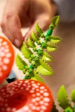lego-11505-botanicals-minimalny-wiek-dziecka-18