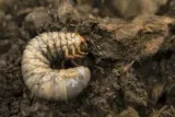 agrecol-grammini-limit-10-g-394-stan-nowy-zastosowanie-owadobojcze-przeciwko-insektom