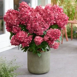 hortensja-petite-flori-c3-sadzonka-3l