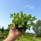 rozchodnik-deep-rose-p9-sadzonka-04l