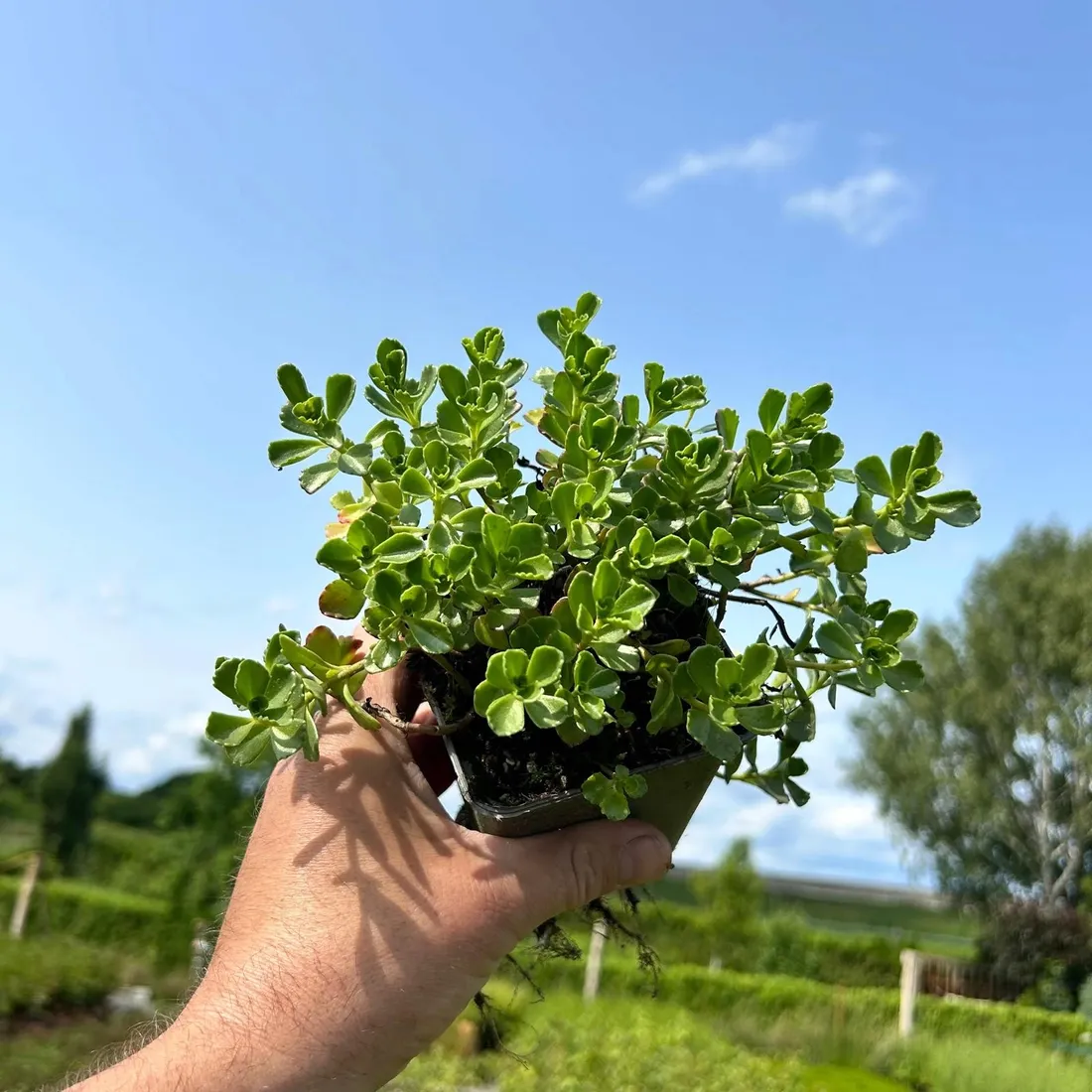 rozchodnik-deep-rose-p9-sadzonka-04l-roslina-w-postaci-sadzonka-w-pojemniku-05-1l