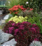 rozchodnik-deep-rose-p9-sadzonka-04l-roslina-w-postaci-sadzonka-w-pojemniku-05-1l