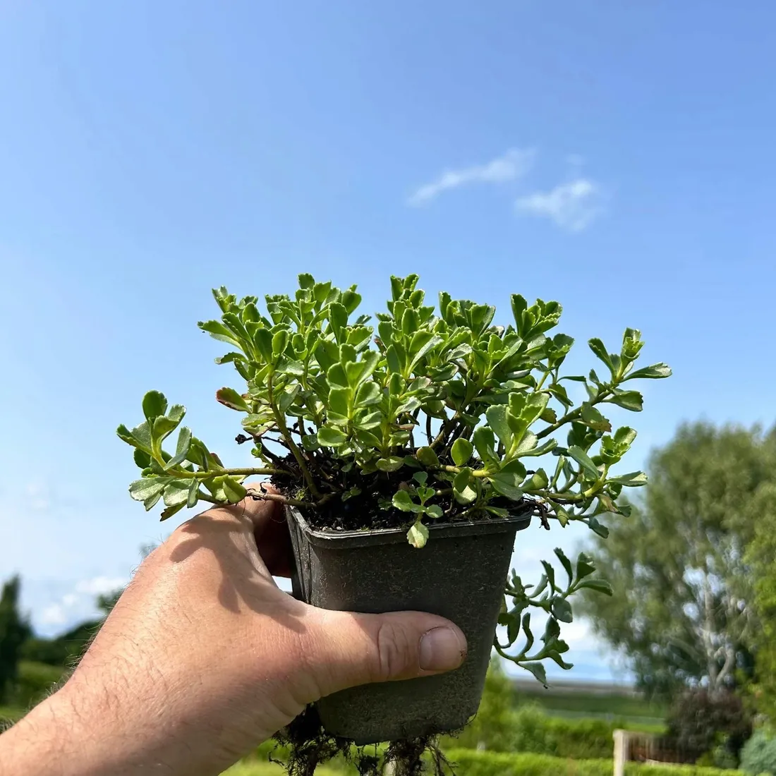 rozchodnik-deep-rose-p9-sadzonka-04l-roslina-w-postaci-sadzonka-w-pojemniku-05-1l
